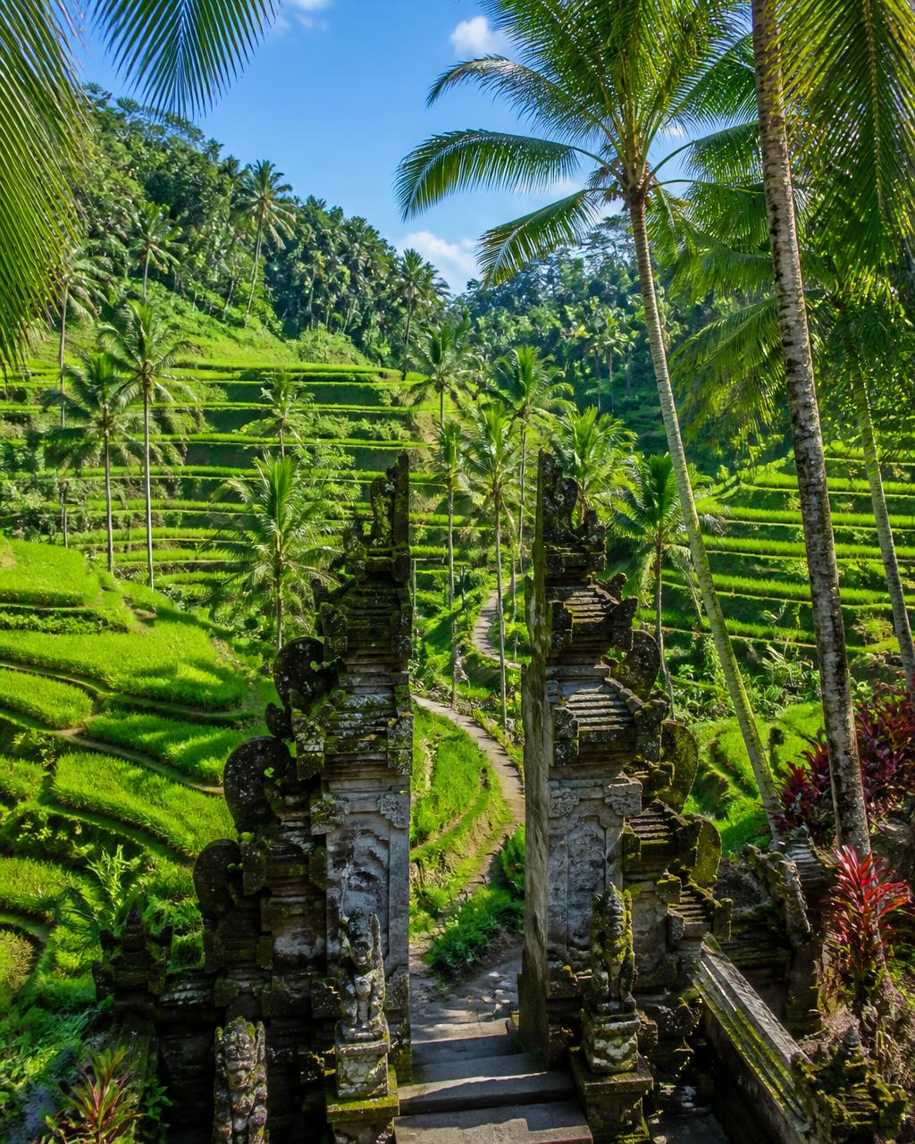 Rice terraces and temple gates in Bali, Indonesia